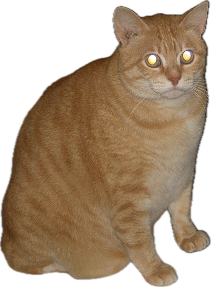 Cat sticker