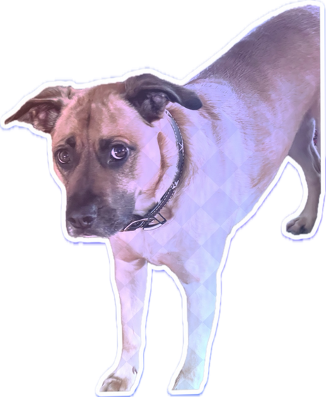 Dog sticker